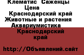 Клематис. Саженцы › Цена ­ 280 - Краснодарский край Животные и растения » Аквариумистика   . Краснодарский край